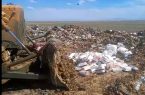 معدوم‌سازی ۴۰۰ کیلو مرغ فاسد در قزوین